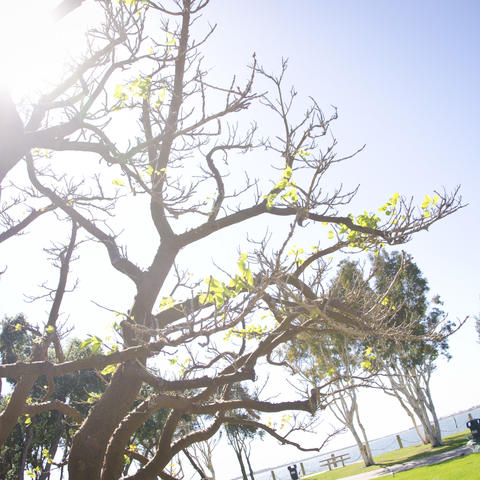 Trees drenched in sunlight at the Chula Vista Bayfront Park.