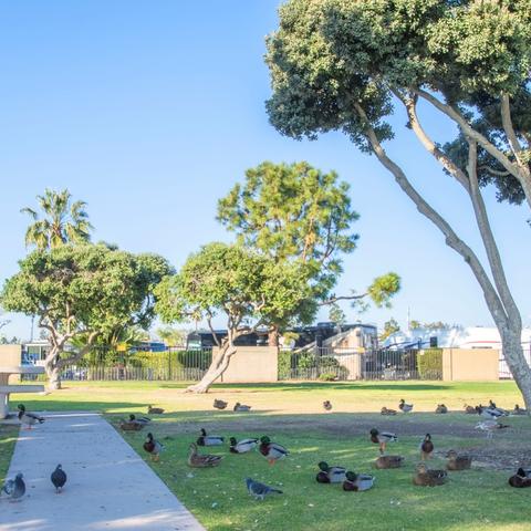 Birds on the grass near trees and a picnic table at Chula Vista Bayside Park at the Port of San Diego
