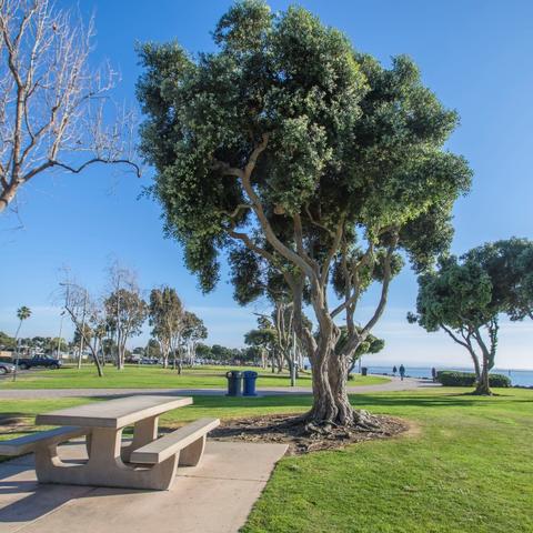 Picnic table, trees, and grass at Chula Vista Bayside Park at the Port of San Diego