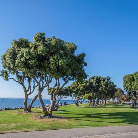 Trees, grass, and blue skies at Chula Vista Bayside Park at the Port of San Diego