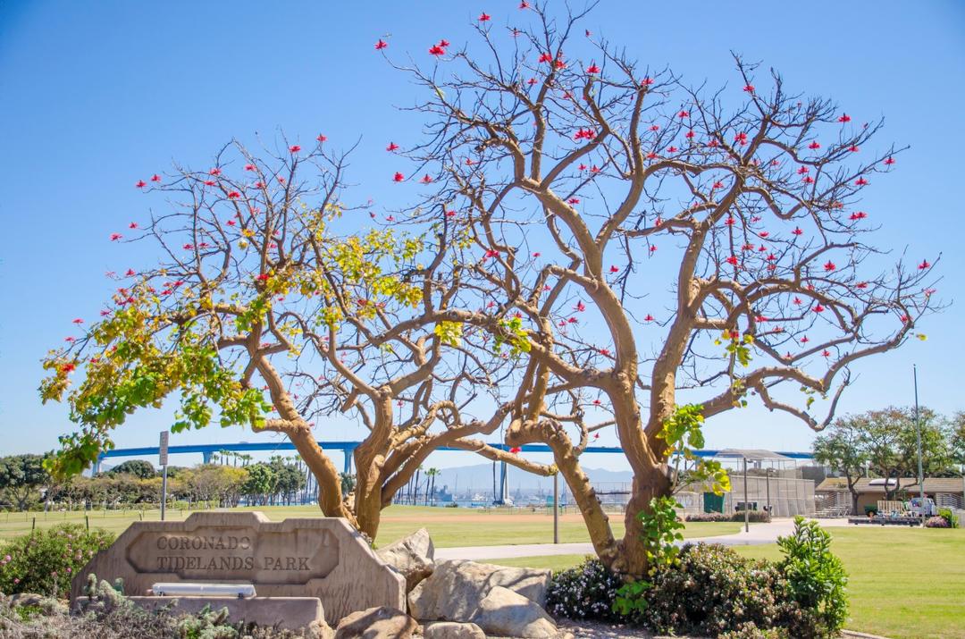 Two trees welcome visitors to Coronado Tidelands Park