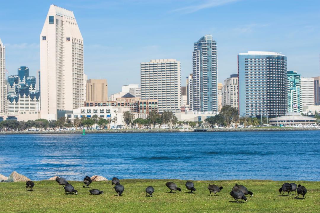 Birds on grass with Downtown cityscape in the background at Coronado Landing Park at the Port of San Diego