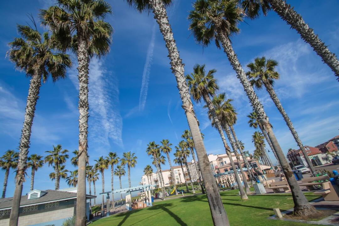 Trees and grass at Dunes Park at the Port of San Diego