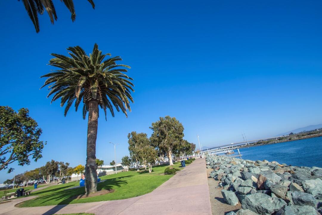 Tree-lined path along the water with bright blue skies at Pepper Park at the Port of San Diego