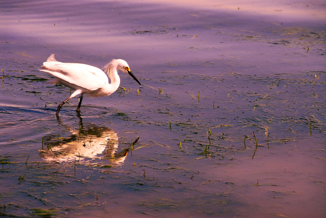 a bird wades through the water at the Port of San Diego
