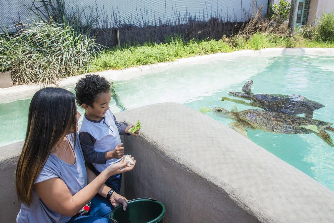 a mom and child look at Sea Turtles at the Discovery Center in Chula Vista