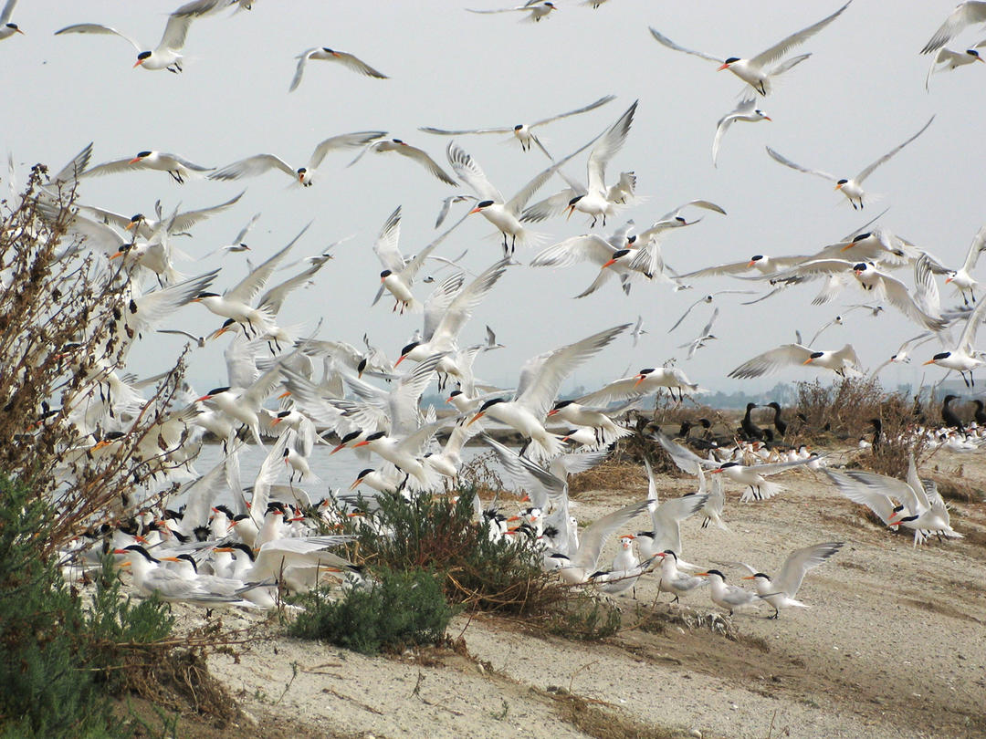 Least Terns