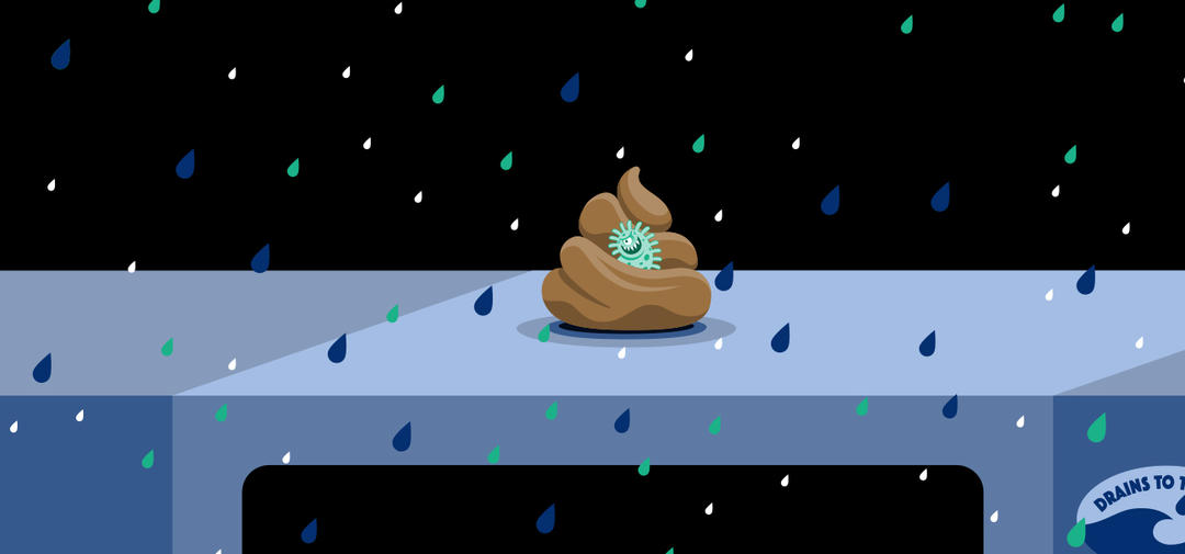 a cartoon of animal waste shows bacteria going into the storm drain