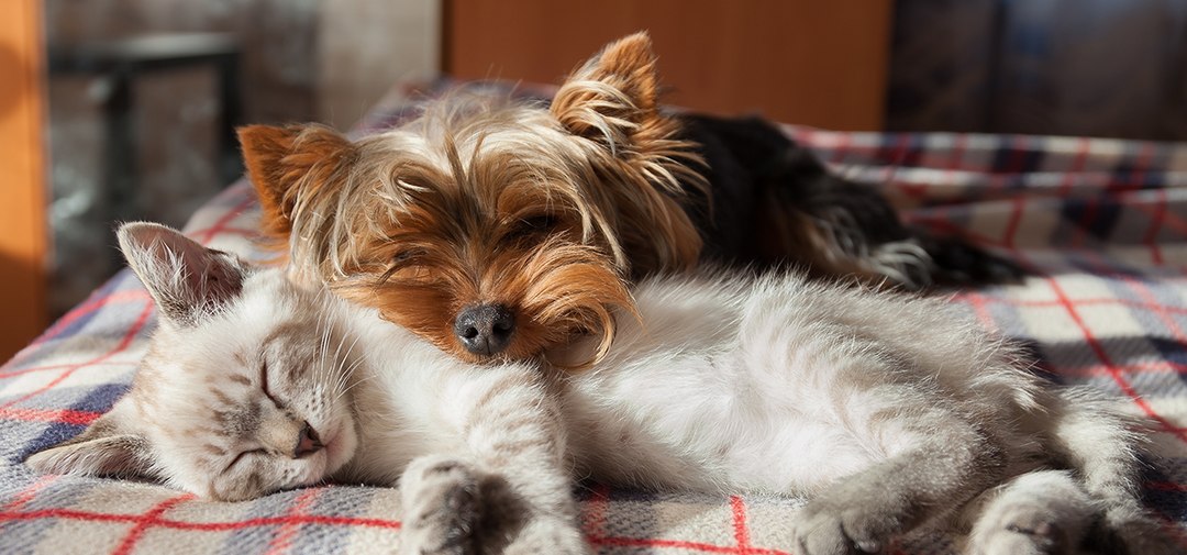 a kitten and puppy snuggle together for a better environment