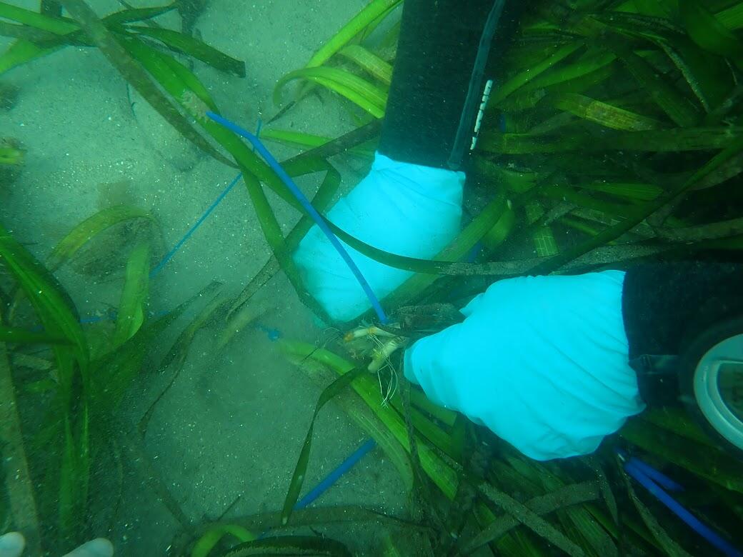 underwater, a diver works with eelgrass