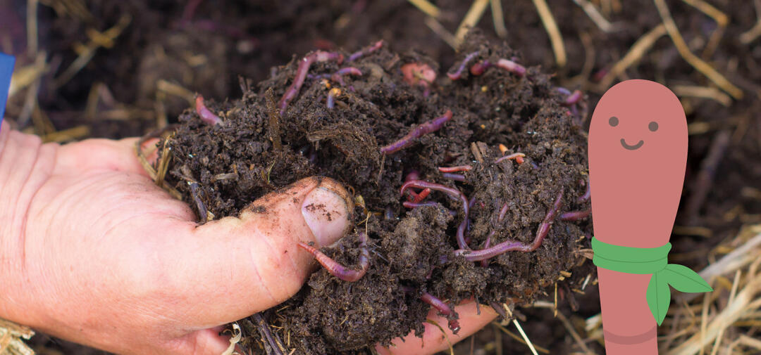 Wilma the cartoon worm is in dirt next to food scraps