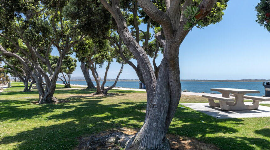 Green grass, trees and San Diego Bay