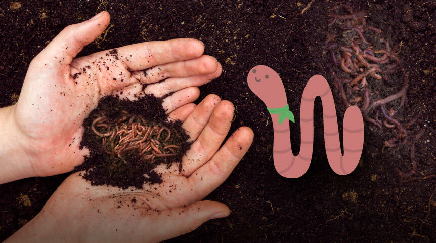 ThatsMyBay Environmental Steward, Wilma the Worm alongside a hand holding red wriggler worms and soil