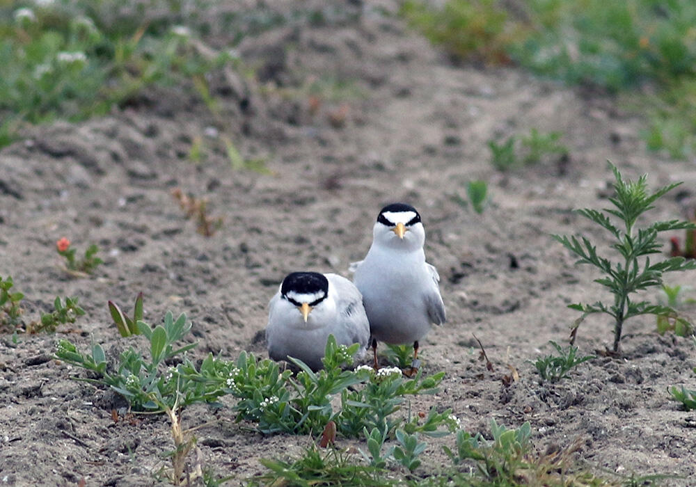 California least tern