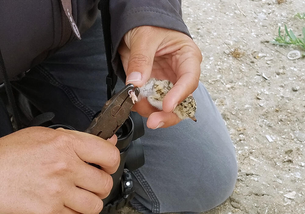 California least tern