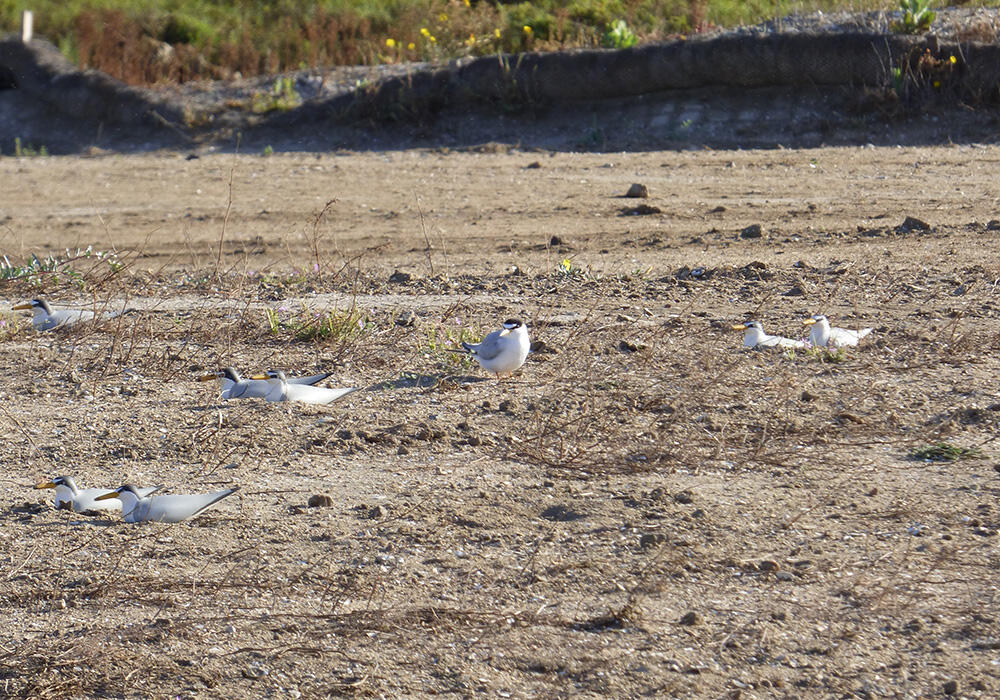 California least tern