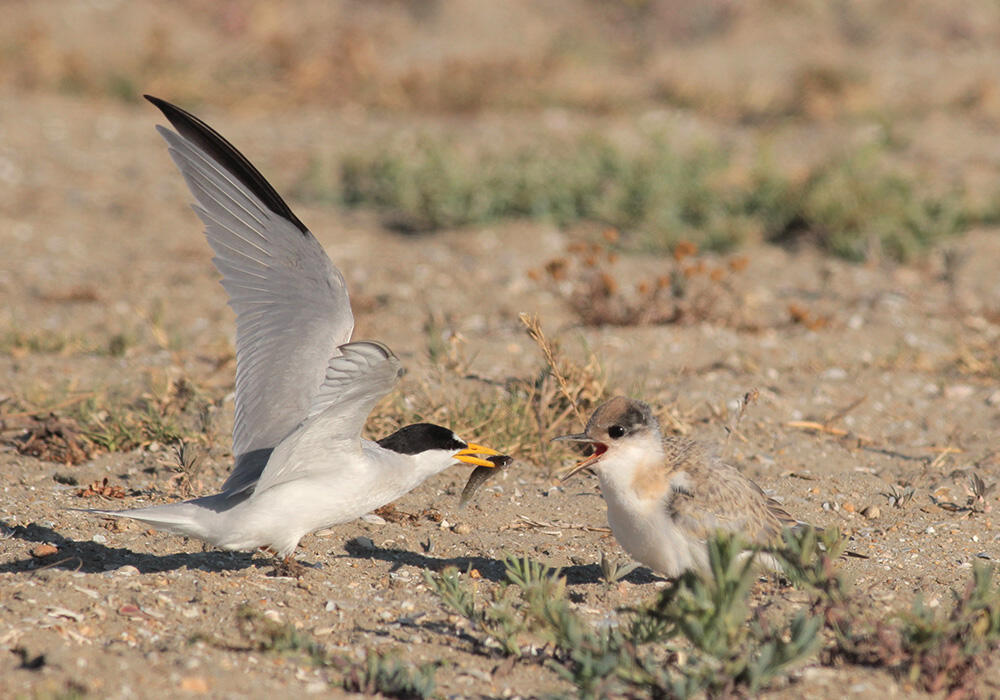 California least tern