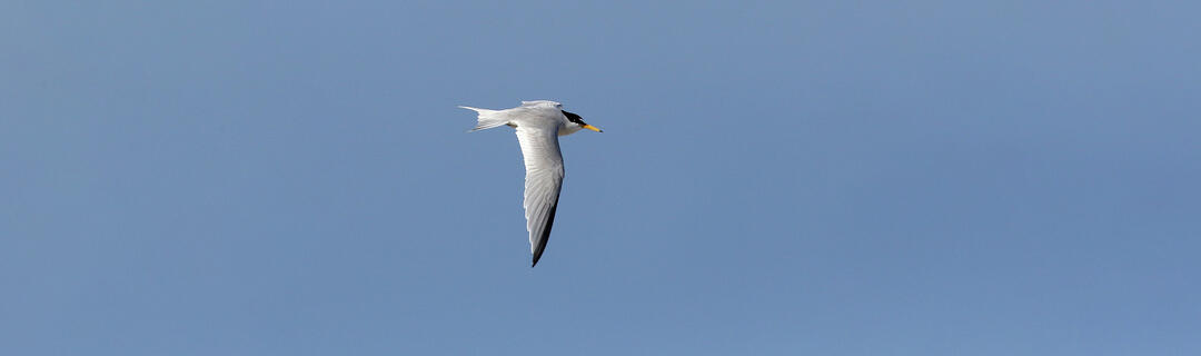 California Least Tern 