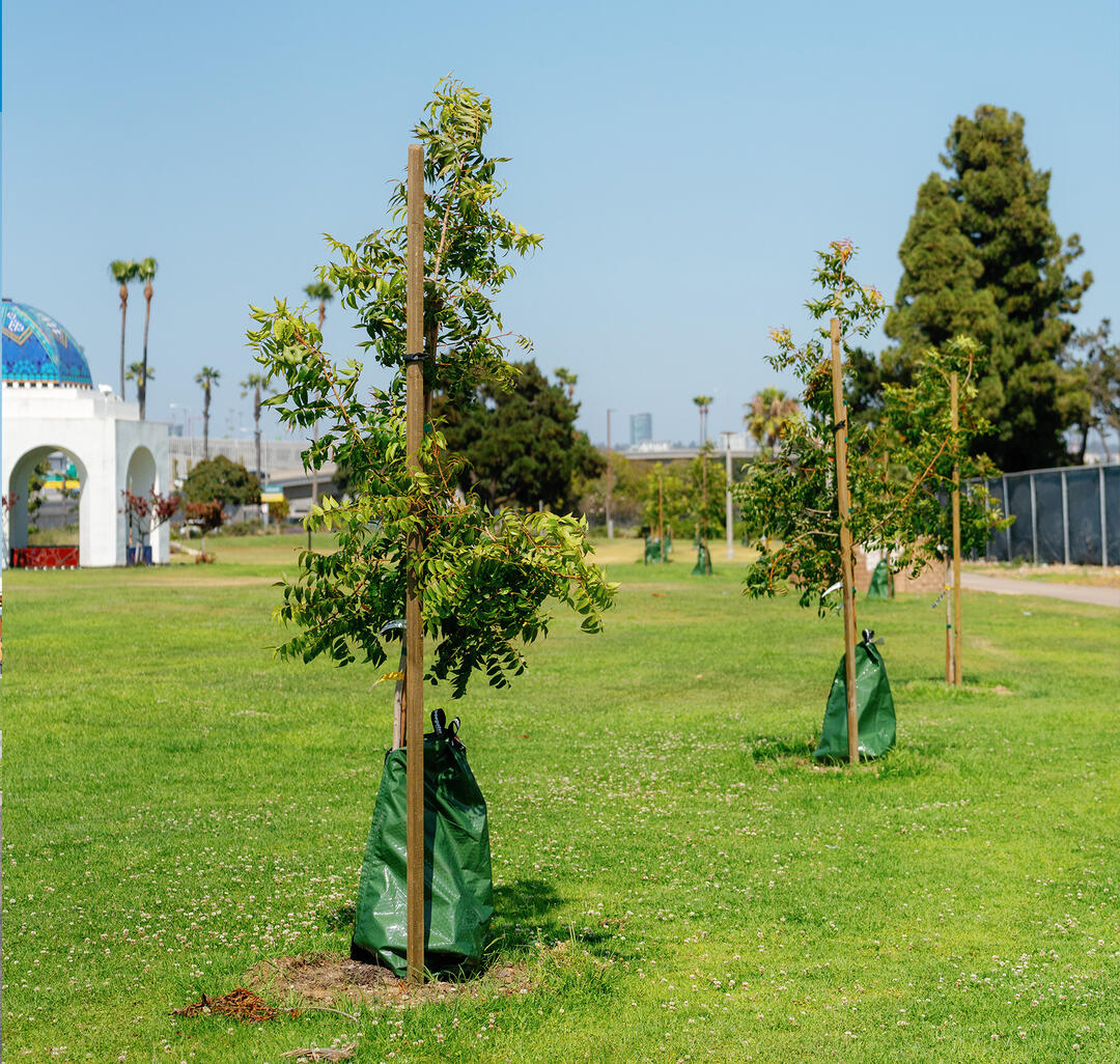 Newly Planted Shade Trees at Spanish Landing Park West
