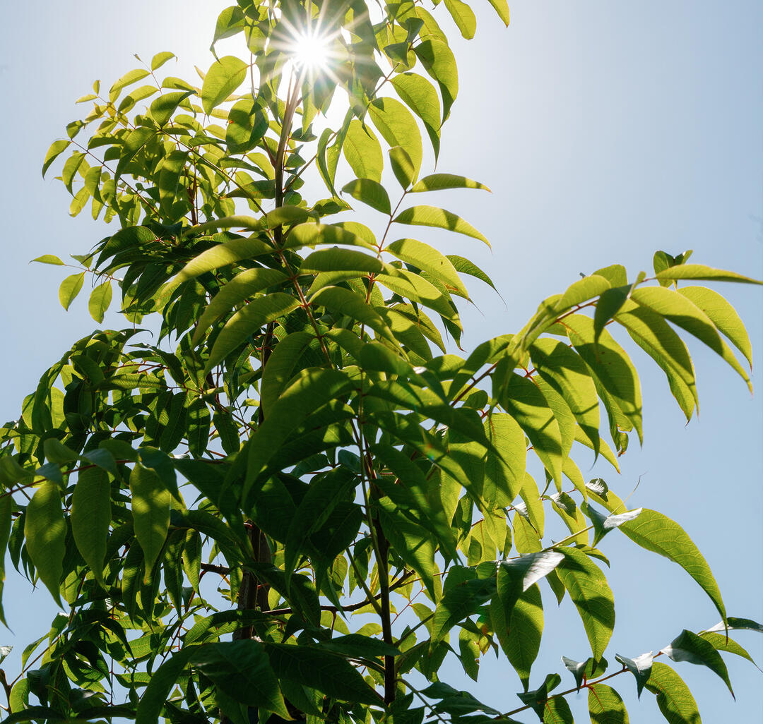 Newly Planted Shade Trees at Spanish Landing Park West