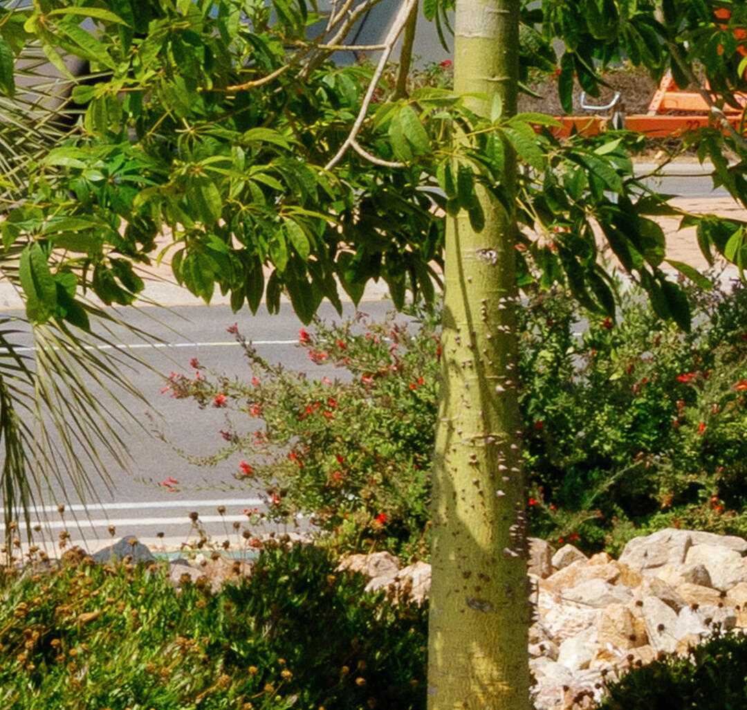 Newly Planted Shade Trees at Spanish Landing Park West