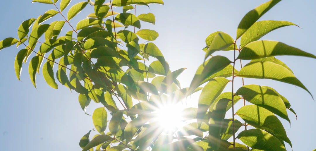 Newly Planted Shade Trees at Spanish Landing Park West