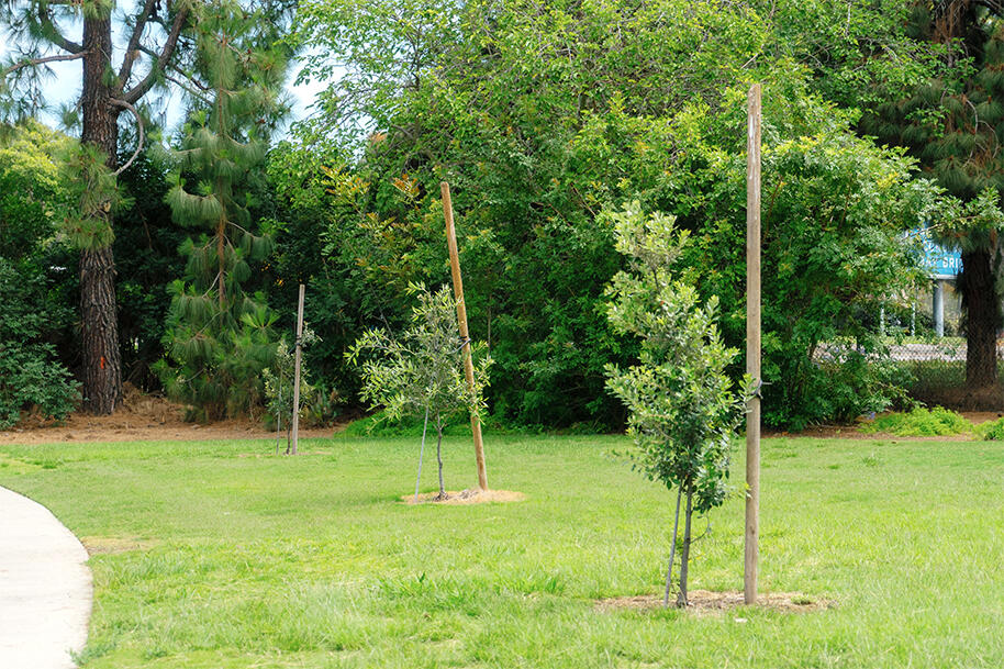 Live Oaks at Tidelands Park