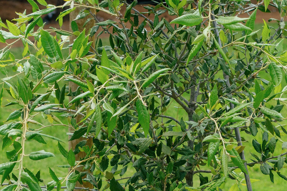 Live Oak close-up Tidelands Park