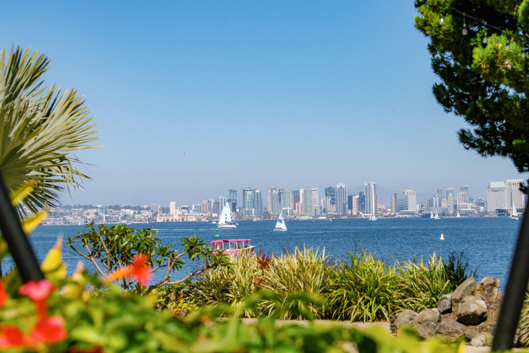 Sailboats in the bay, city in background, greenery in foreground