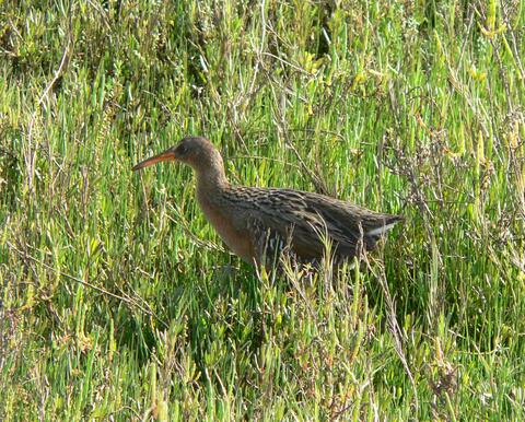 A bird in a field of grass.