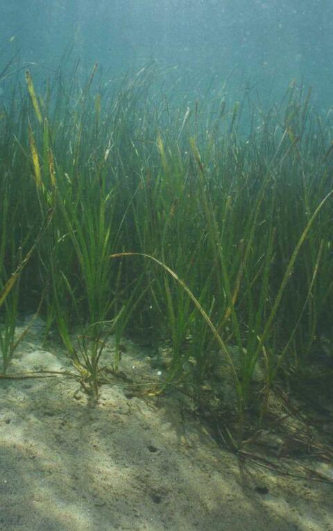 Eelgrass underwater in the San Diego Bay