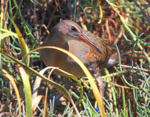 A Ridgway's rail, and endangered bird, in coastal grass.