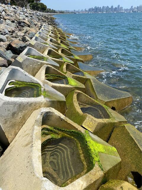 Concrete blocks with marine life inside, on the water. 