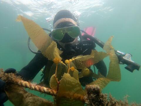 A scuba diver is underwater with a line of kelp grown in a seaweed farm in San Diego Bay.