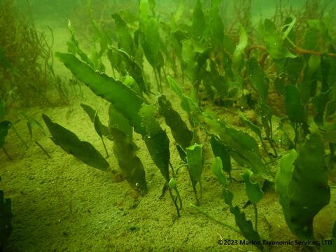 The algae is bright green and consists of a number of blades linked by underground runners (stolons), which attach to the substrate with small root-like structures (rhizoids). 