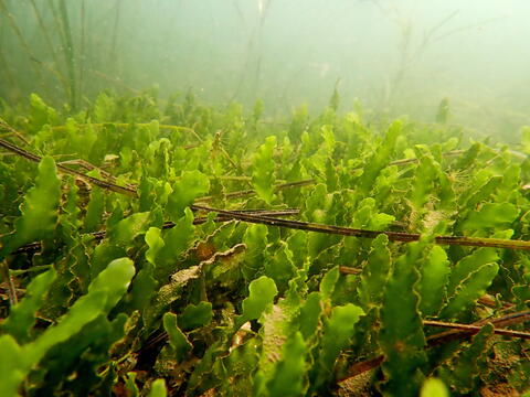 Patches of green Caulerpa prolifera among eelgrass in San Diego Bay