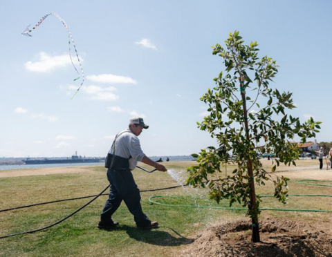 Person watering tree