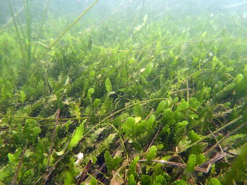 Nonnative seaweed species Caulerpa prolifera underwater in San Diego Bay.