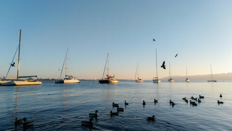 San Diego Bay during golden hour with birds sitting on the water and sail boats in the background.