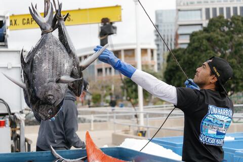 Fisherman reeling fish out of water