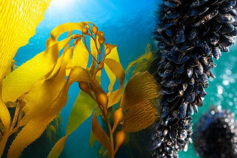 Picture of seaweed and shellfish under water