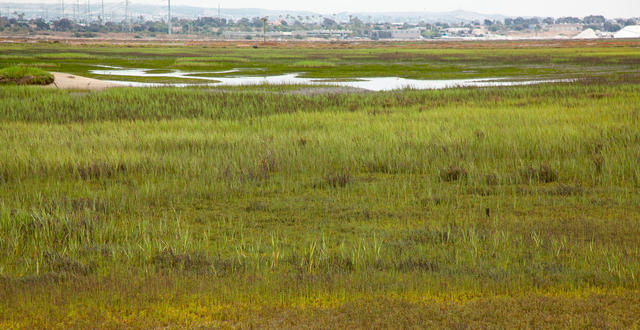 Environmental Wetlands