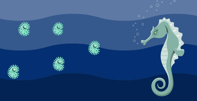 a cartoon seahorse is sickened by bacteria from dog poop