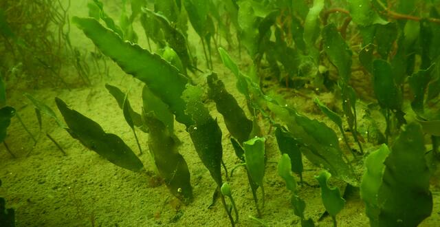 The algae is bright green and consists of a number of blades linked by underground runners (stolons), which attach to the substrate with small root-like structures (rhizoids). 