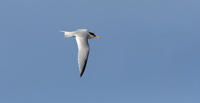 California Least Tern