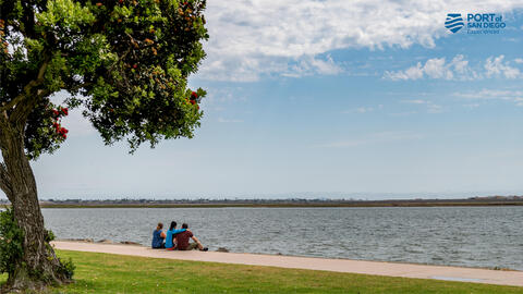 a grassy view, with a tree, of San Diego Bay from Chula Vista Bayfront Park
