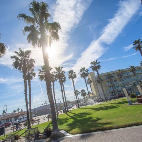 Trees, grass, and picnic tables at Dunes Park at the Port of San Diego