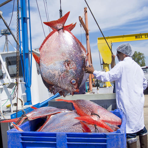 Commercial fisher unloads opah at Dockside Market