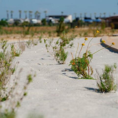 Plants