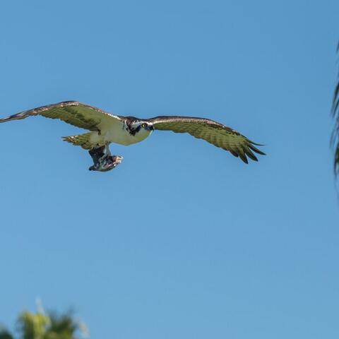An osprey flies with a fish
